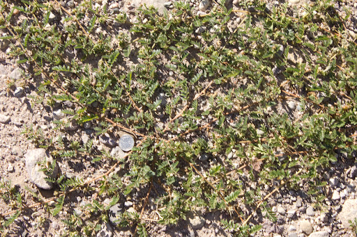 September 2010 NM: Typical goat head thorn plant spread.